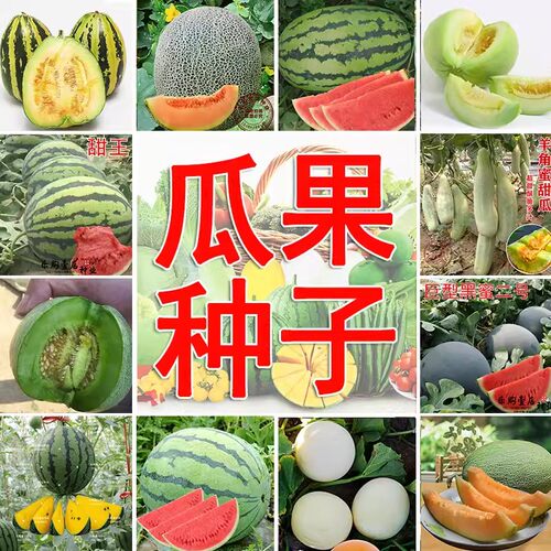 西瓜甜瓜种子超甜香脆盆栽