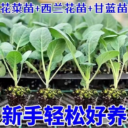 蔬菜苗大全花菜苗白菜莴苣秧苗