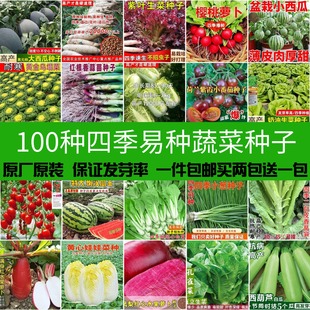 春秋菜种籽大全四季 阳台盆栽瓜果蔬菜生菜小葱番茄豇豆空心菜种籽