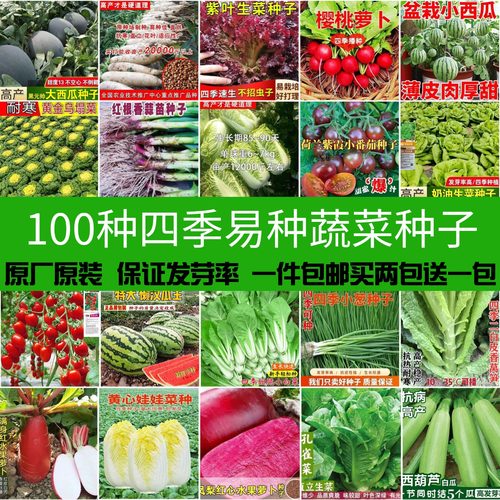 四季阳台可播蔬菜种子大全