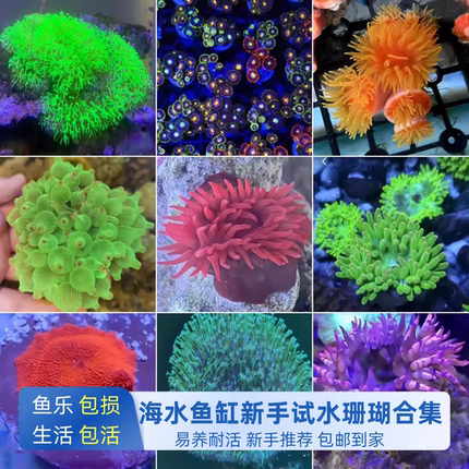 荧光草皮纽扣珊瑚活体软体海缸造景新手试水易养耐活包活观赏套餐