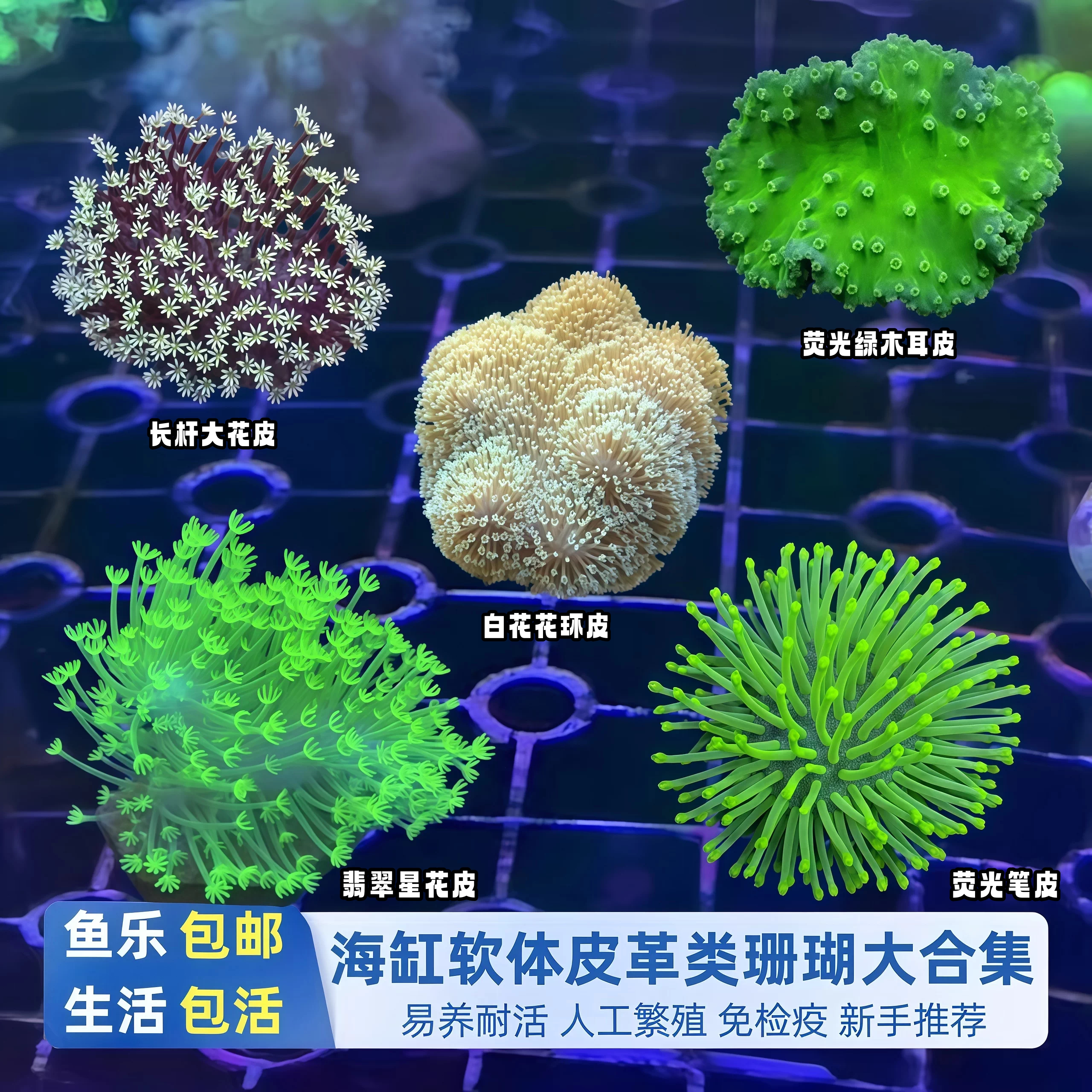 鱼乐生活皮革珊瑚海水缸新手软体