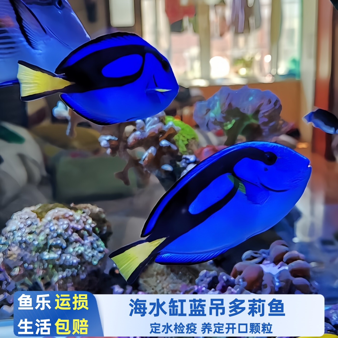 【鱼乐生活】蓝吊多莉海水鱼活体 厦门本地渔场秒颗养定定水检疫