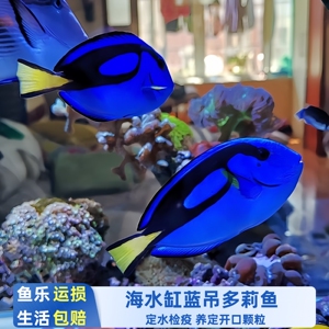 蓝吊多莉海水鱼活体顺丰快递