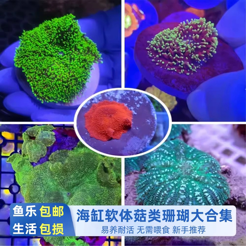 鱼乐生活海缸菇珊瑚合集软体荧光