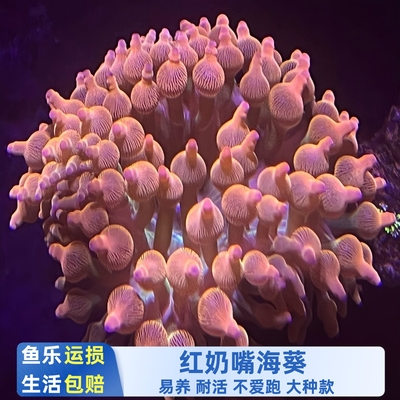 鱼乐生活红奶嘴海葵绿底雪花大种