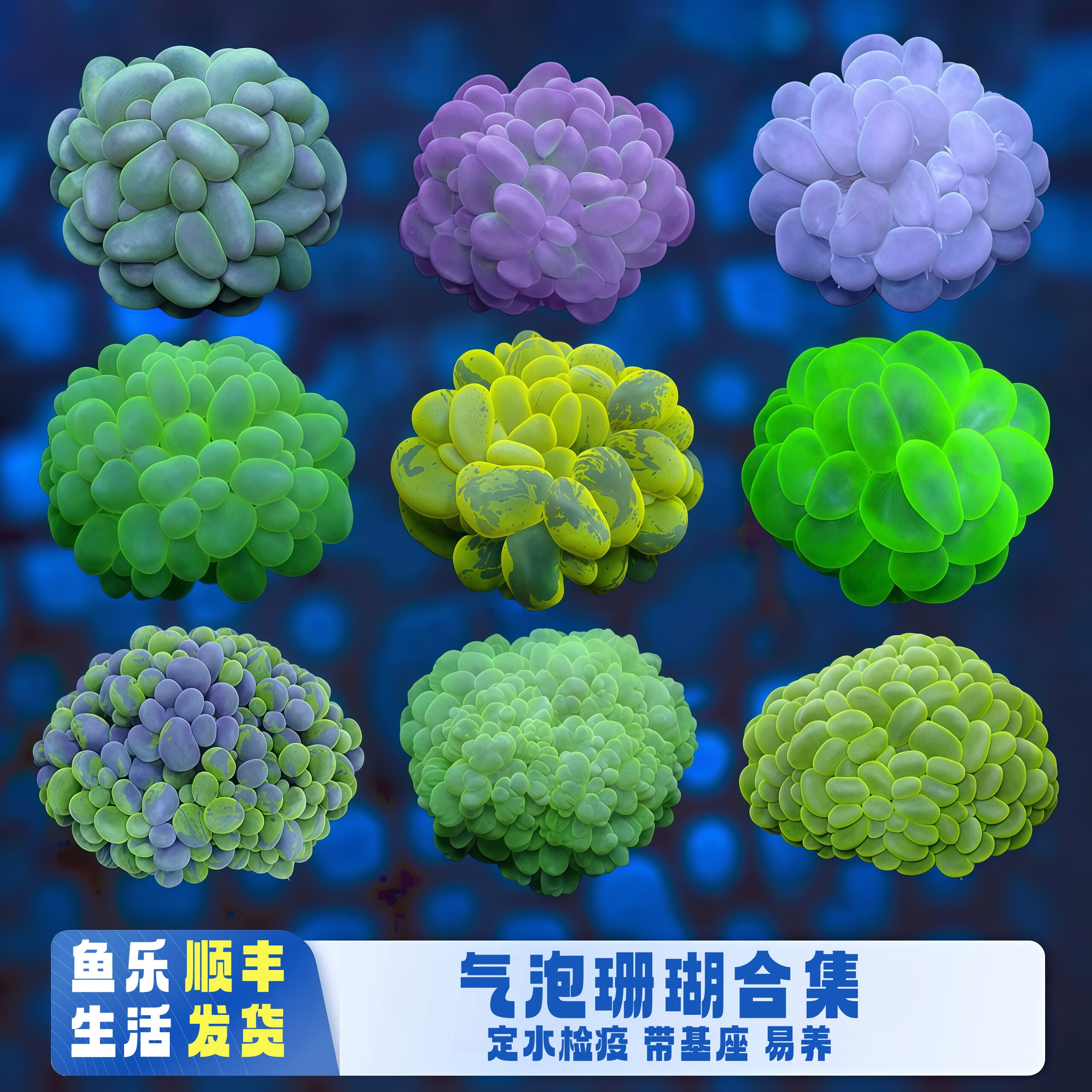 荧光绿白气泡珊瑚海水软体活体新手入门海缸易养观赏造景生物