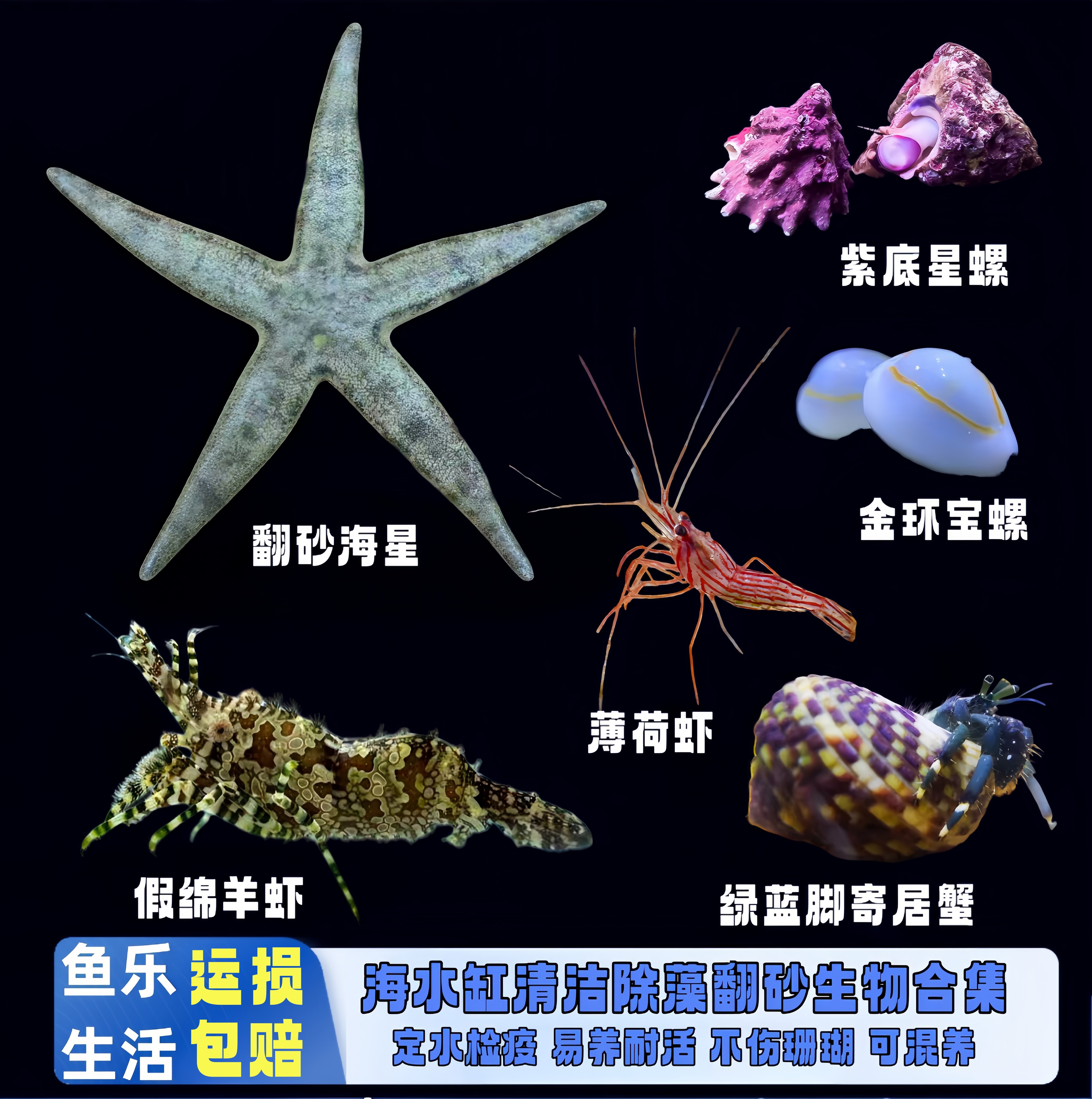 海缸除藻工具生物紫底星螺金环宝螺假绵羊虾海星高效控藻不伤珊瑚