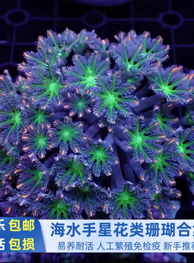 金边绿芯大手星花椰花珊瑚海水软体新手易养活体包损海缸造景观赏