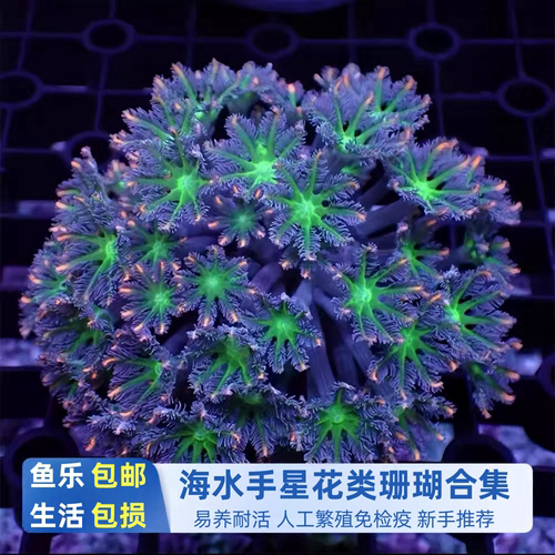 金边绿芯大手星花椰花珊瑚海水软体新手易养活体包损海缸造景观赏