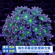 活体包损 手星花珊瑚大手星花金边绿芯椰花新手推荐 鱼乐生活