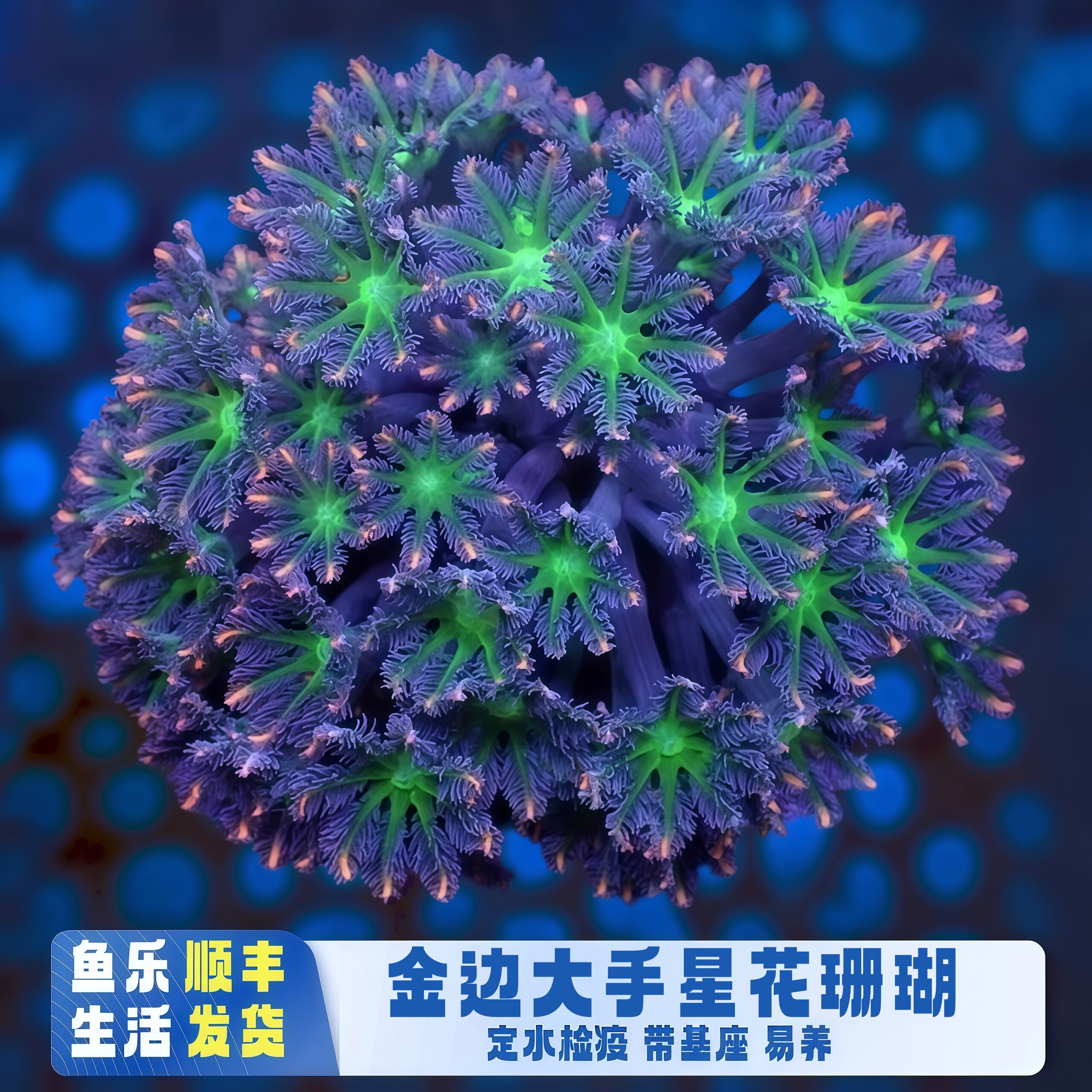 金边绿芯大手星花珊瑚新手易养