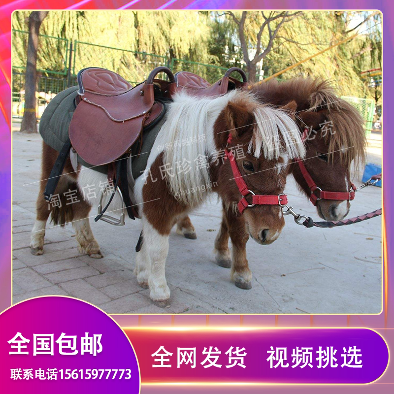 英国设特兰矮马活幼体宠物马德宝迷你马矮脚马真马活马苏格兰矮马