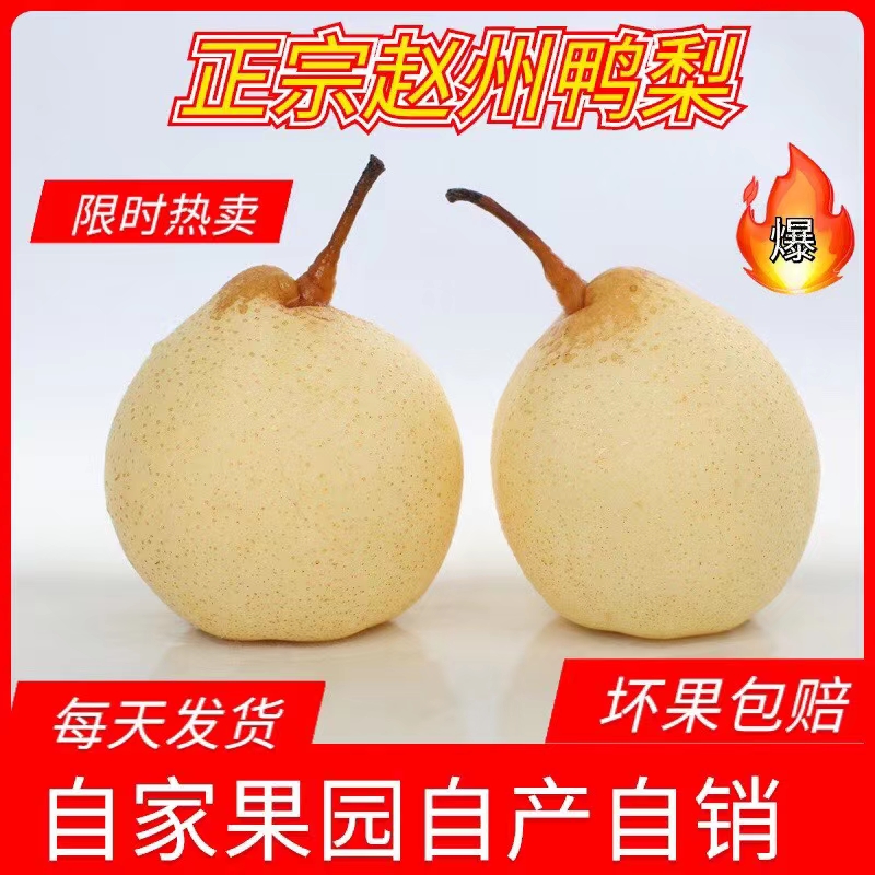 赵县鸭梨应季水果大果新鲜水果