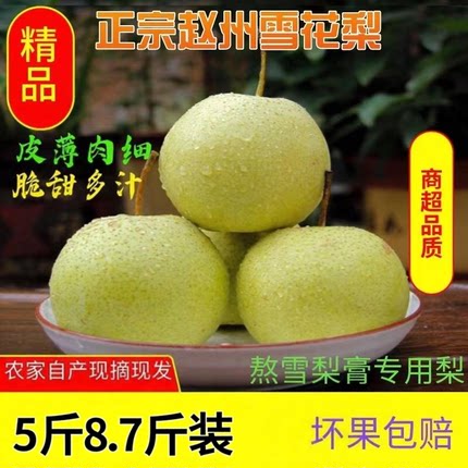 正宗河北赵县雪梨新鲜梨子8.7斤当季采摘雪花梨精品果果应季包邮