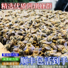 贵州中华阿坝蜂活体4脾一箱带土蜂1