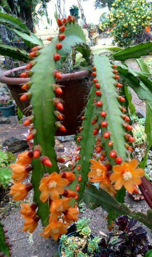 金玉满堂进口令箭荷花嫁接有根苗包活包对版阳台窗台花卉绿植盆栽,鲜花速递/花卉仿真/绿植园艺,时令草本花卉,淘宝优惠券,粉丝福利购,淘宝优惠卷