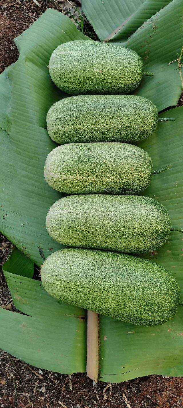 山黄瓜版纳基诺山空格山生态山黄瓜泰傣哈尼布朗特色山黄瓜2斤装