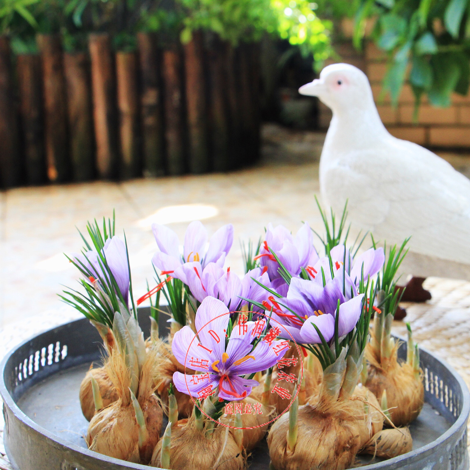 不用土和水就开花室内阳台植物观察实验鸢尾藏红花种球花卉种子花-封面