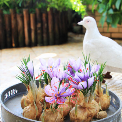 室内阳台植物种子多年生球根花卉