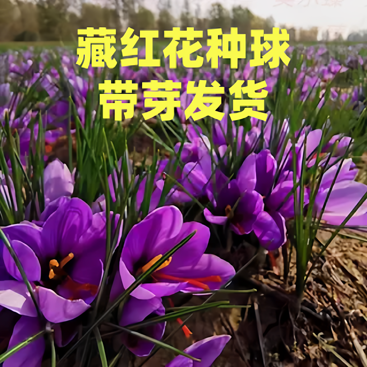 药用藏红花种球种子籽苗可食用番红花耐寒花卉西红花植物花卉盆栽