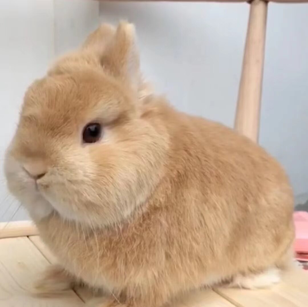 宠物活物侏儒兔纯种荷兰兔垂耳兔活宠物兔盖脸猫猫兔小型活物包邮