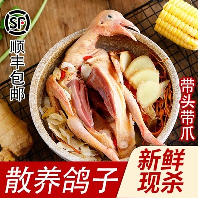 3年老鸽土鸽子农家散养3只装 正宗老信鸽肉新鲜现杀炖煲汤顺丰邮