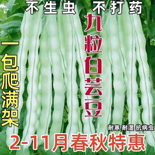 特级九粒白芸豆种子豆角四季豆架豆种农家高产春季四季播蔬菜种籽