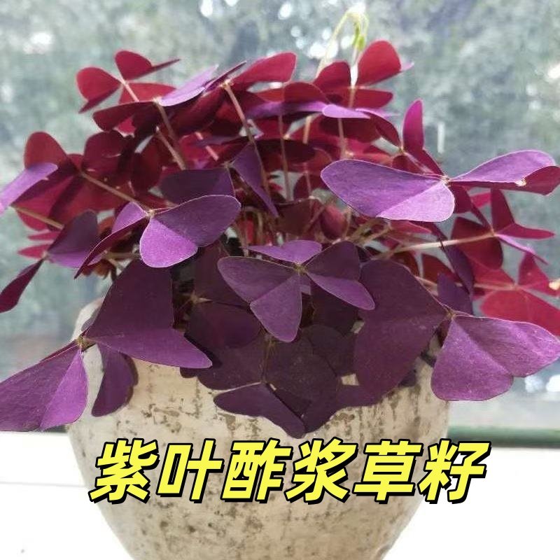 紫叶酢浆草种子浆草幸运草红叶草籽子卉盆栽绿植物