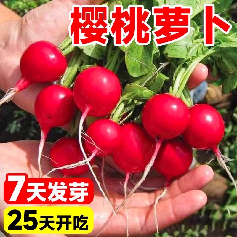 樱桃萝卜种子四季室内阳台蔬菜种子盆栽蔬菜种籽水果小红萝卜秧苗