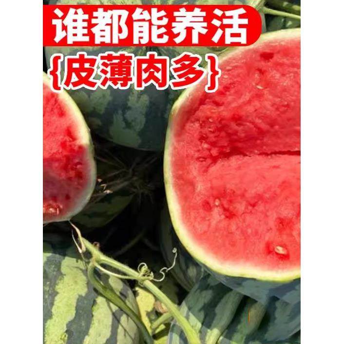 8424麒麟西瓜种子无籽高产冰糖懒人西瓜种子南方四季蔬菜水果种孑,鲜花速递/花卉仿真/绿植园艺,家庭园艺种子,淘宝优惠券,粉丝福利购,淘宝优惠卷