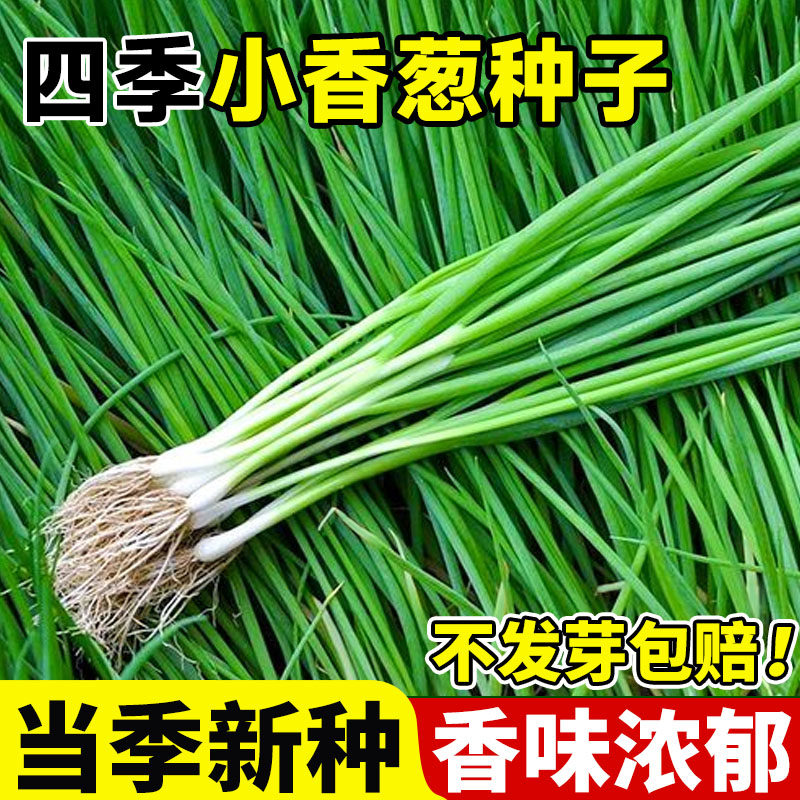 葱种子四季小香葱种子章丘大葱籽阳台室内外庭院盆栽分葱蔬菜种孑