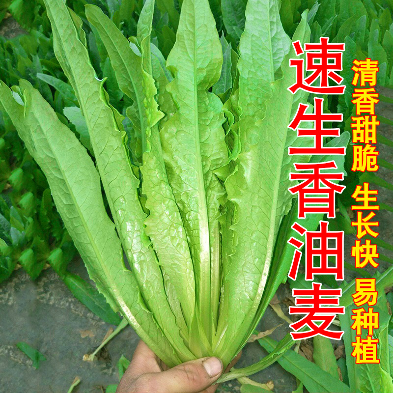 速生油香麦菜种子四季香油唛种籽阳台耐寒青菜春秋季农家蔬菜种孑