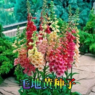 毛地黄种子自由钟斑点狗指顶吊钟花籽孑切花阳台盆栽英式花园耐寒