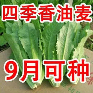 速生香油麦速生甜油麦菜种子 鲜嫩抗热四季种蔬菜种子盆栽油麦菜