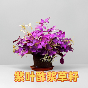 幸运草三叶草籽紫叶酢浆草种子花卉庭院阳台四季草坪花种籽子