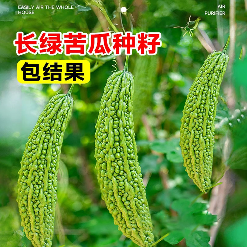 长绿苦瓜种籽老品种白苹果苦瓜种子大全四季庭院阳台蔬菜种孑盆栽