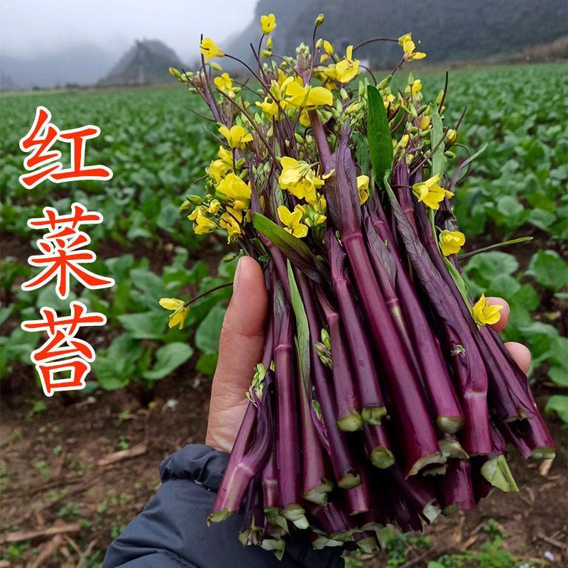 红菜苔种子红菜心正宗洪山菜苔种籽耐寒抗冻阳台盆栽过冬蔬菜种孑
