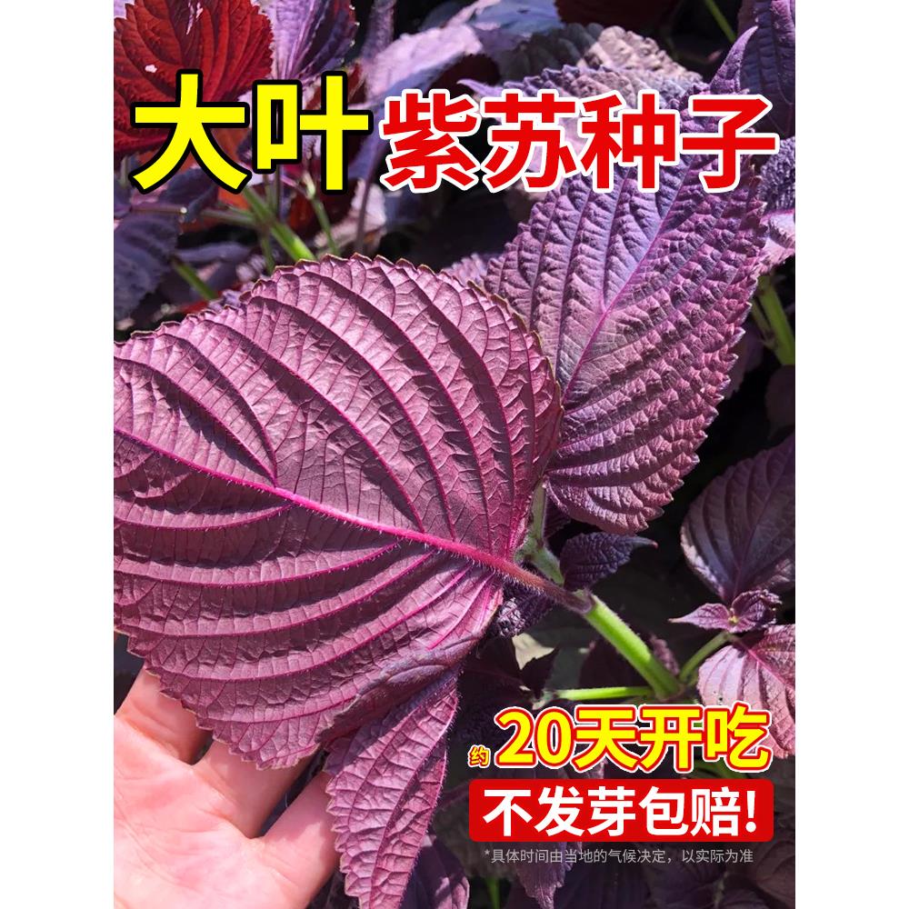 紫苏种子大全可食用双色老品种大叶野生药用阳台庭院盆栽蔬菜种籽