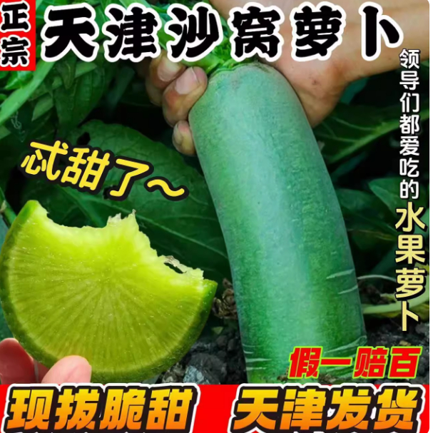 天津沙窝水果萝卜种子种籽子冰糖甜脆绿萝卜凤梨种甜脆型青孑大全