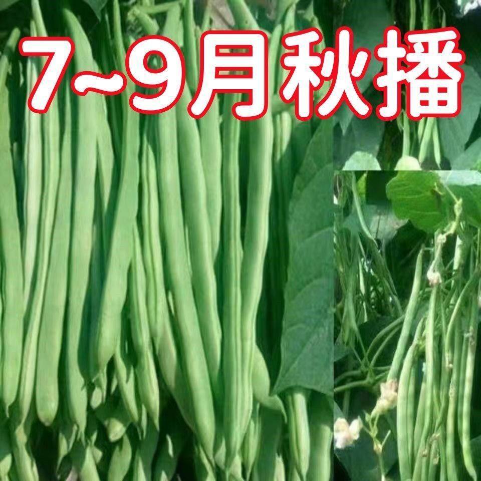 无筋四季豆种子高产早熟爬藤芸豆角种籽秋播红花四季架豆种子,鲜花速递/花卉仿真/绿植园艺,家庭园艺种子,淘宝优惠券,粉丝福利购,淘宝优惠卷