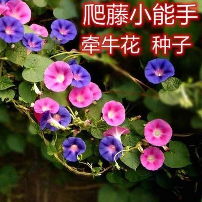 牵牛花种子喇叭花室外爬藤爬墙花卉混色开花不断盆栽易活播种种籽