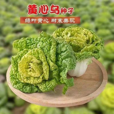 黄心乌塌菜种子耐寒黄心菜种籽菊花心菜籽种易种黄金乌蔬菜种子
