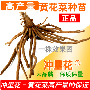 湖南优质黄花菜种苗种植苗*食用金针菜根苗四季可种易种根粗高产