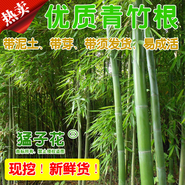 【优质竹根苗种子】竹根竹笋竹兜根青竹根竹芽头毛竹竹鞭现挖种苗
