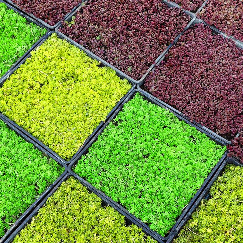 黄金佛甲草中华红景天过路黄金沙蔓垂盆草皮矮麦冬耐寒地被绿植物