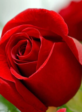 卡罗拉红色玫瑰月季花苗大花浓香四季开庭院阳台盆栽切花植物花卉