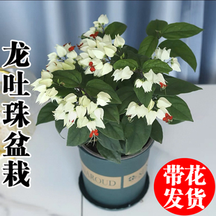 龙吐珠盆栽带花庭院藤本室内客厅花苗四季开花爬藤植物好养花卉