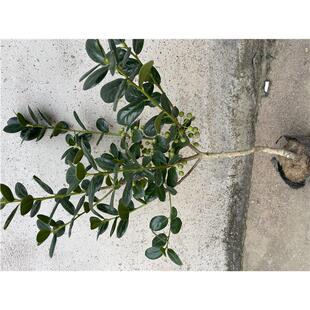 金玉满堂树无刺枸骨球红果冬青四季常青室外耐寒绿化苗庭院花卉