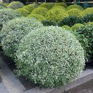 银姬小蜡球花叶女贞银姬水蜡大杯苗彩叶庭院花园花境色块绿化耐寒